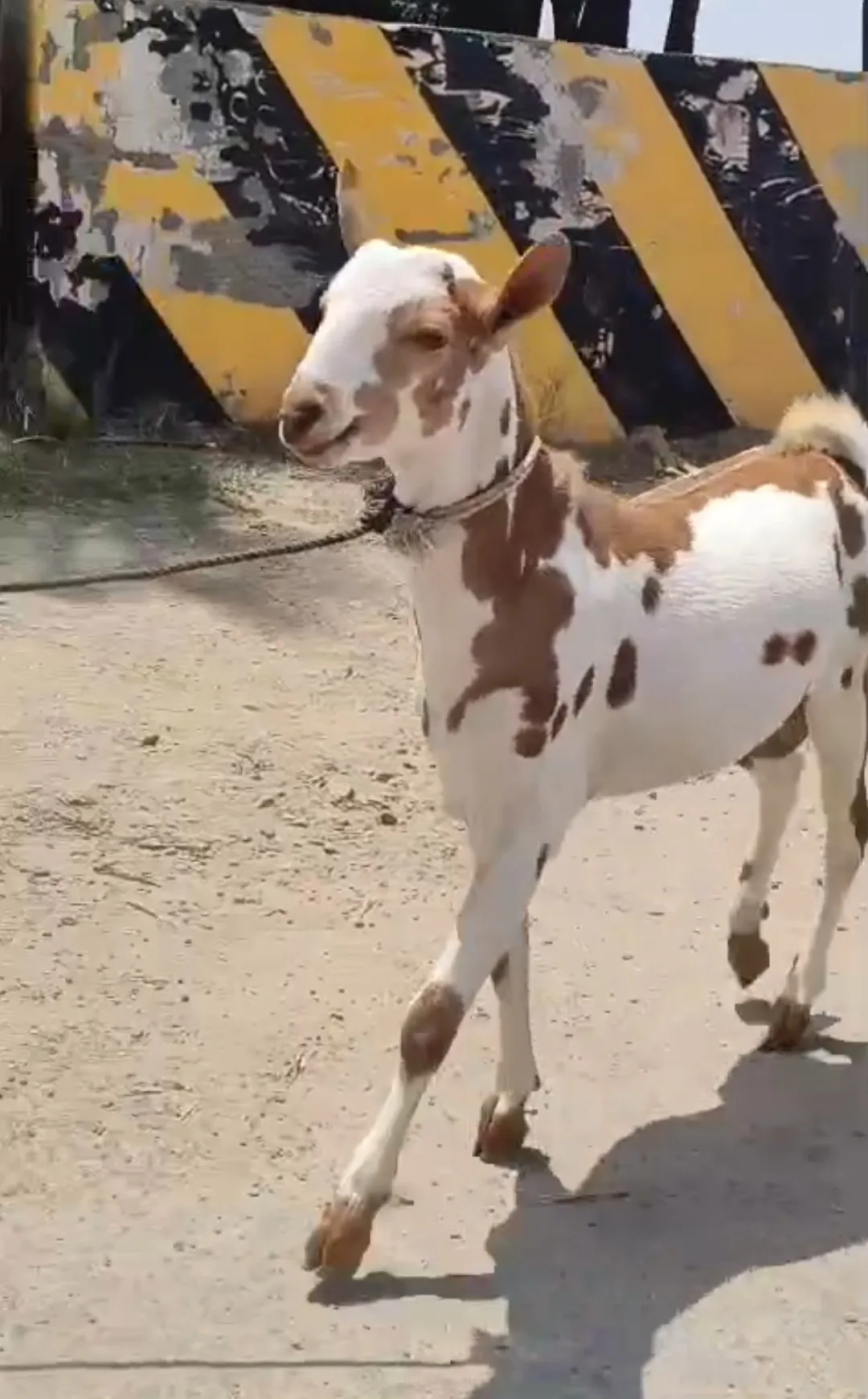 bakra image