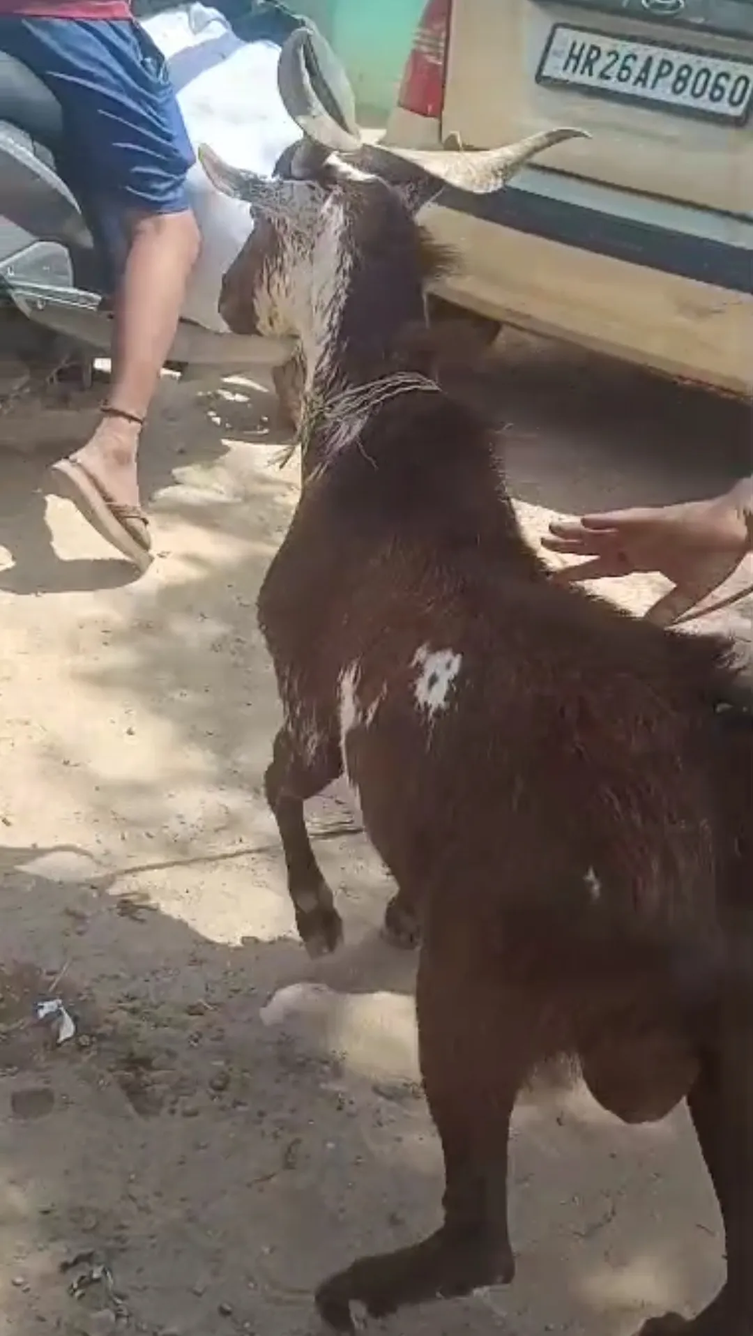 bakra image