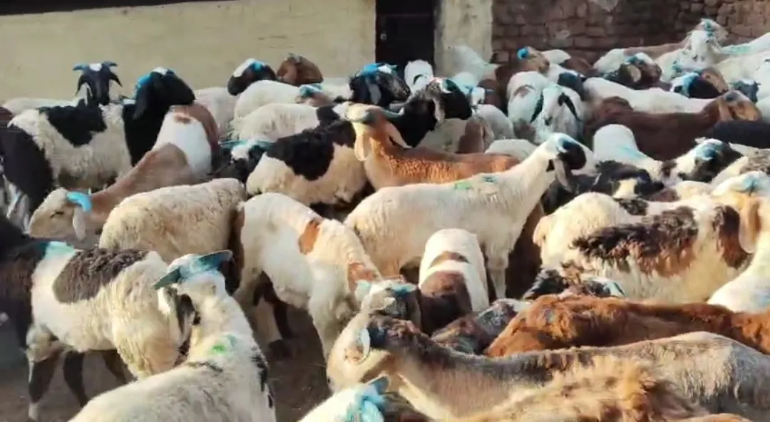 bakra image