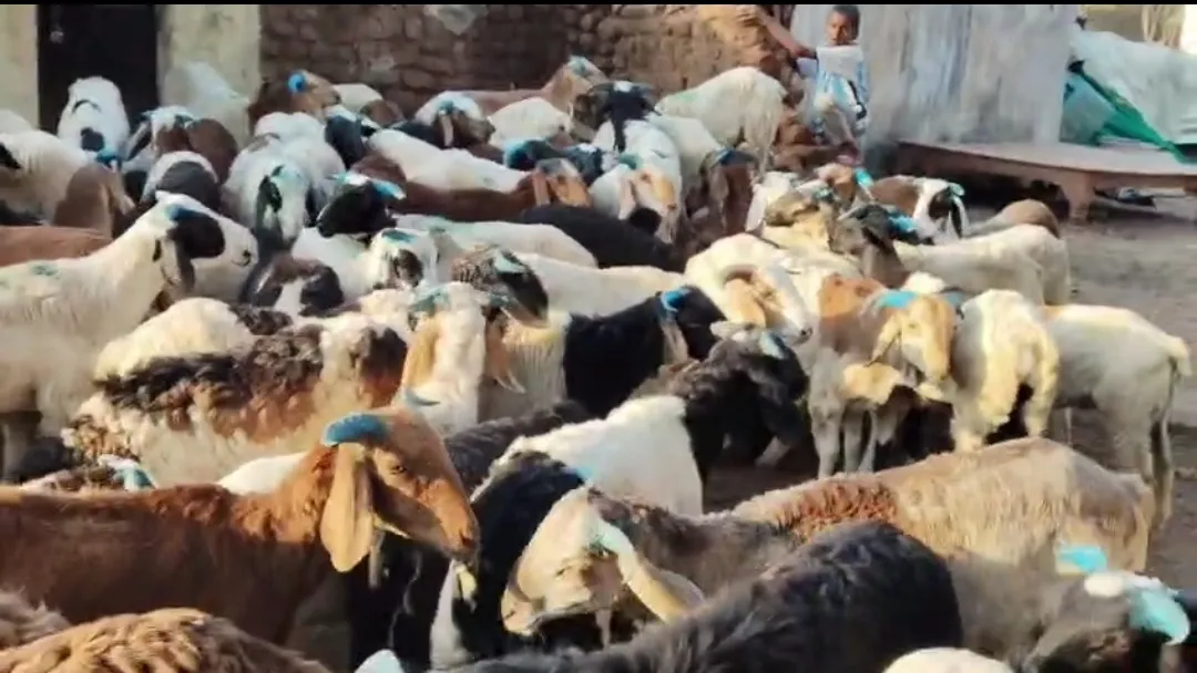 bakra image