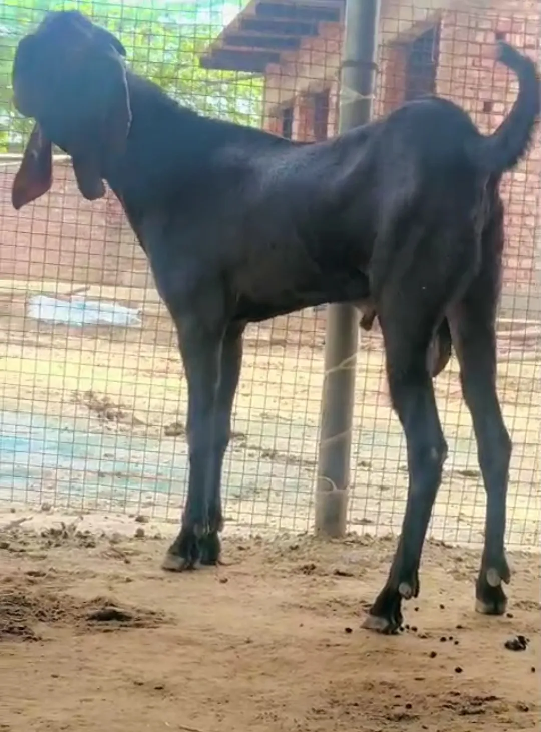 bakra image
