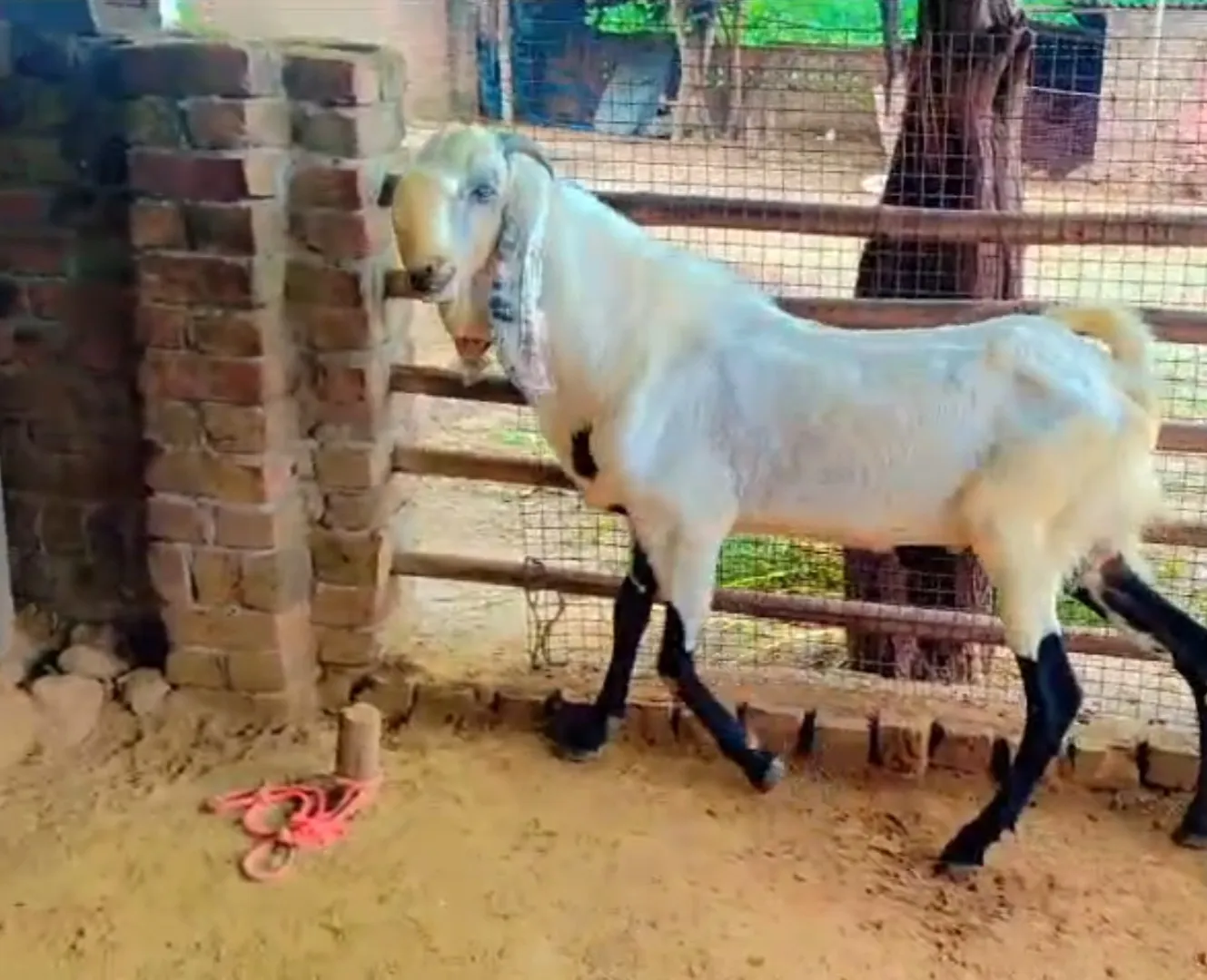 bakra image