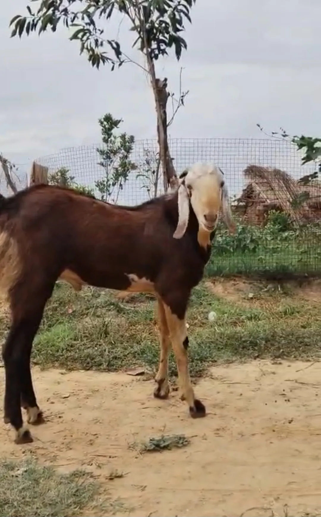 bakra image