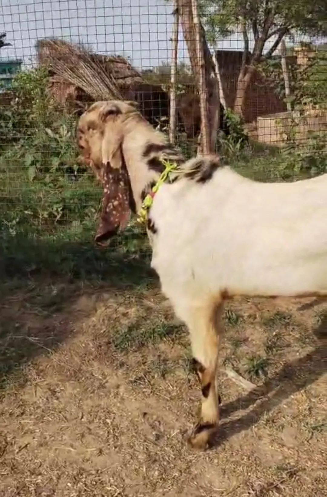 bakra image