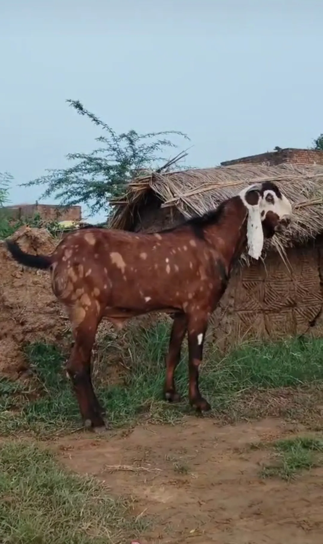 bakra image