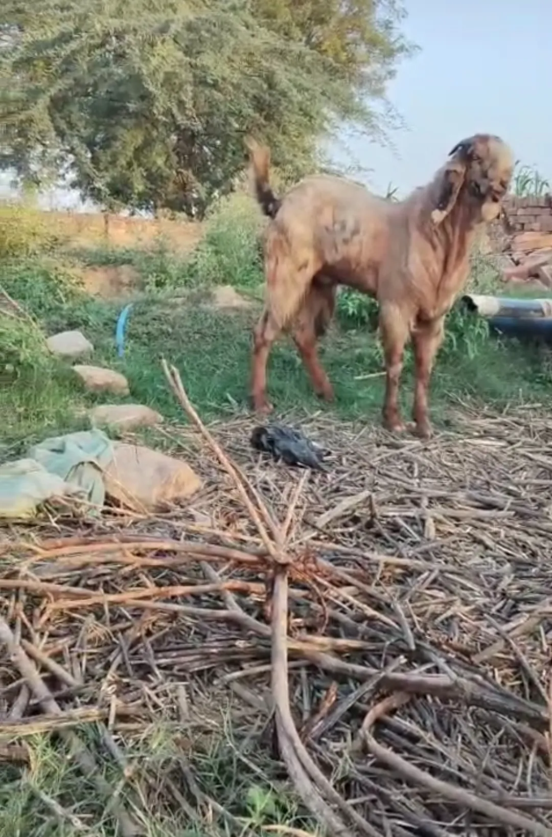 bakra image