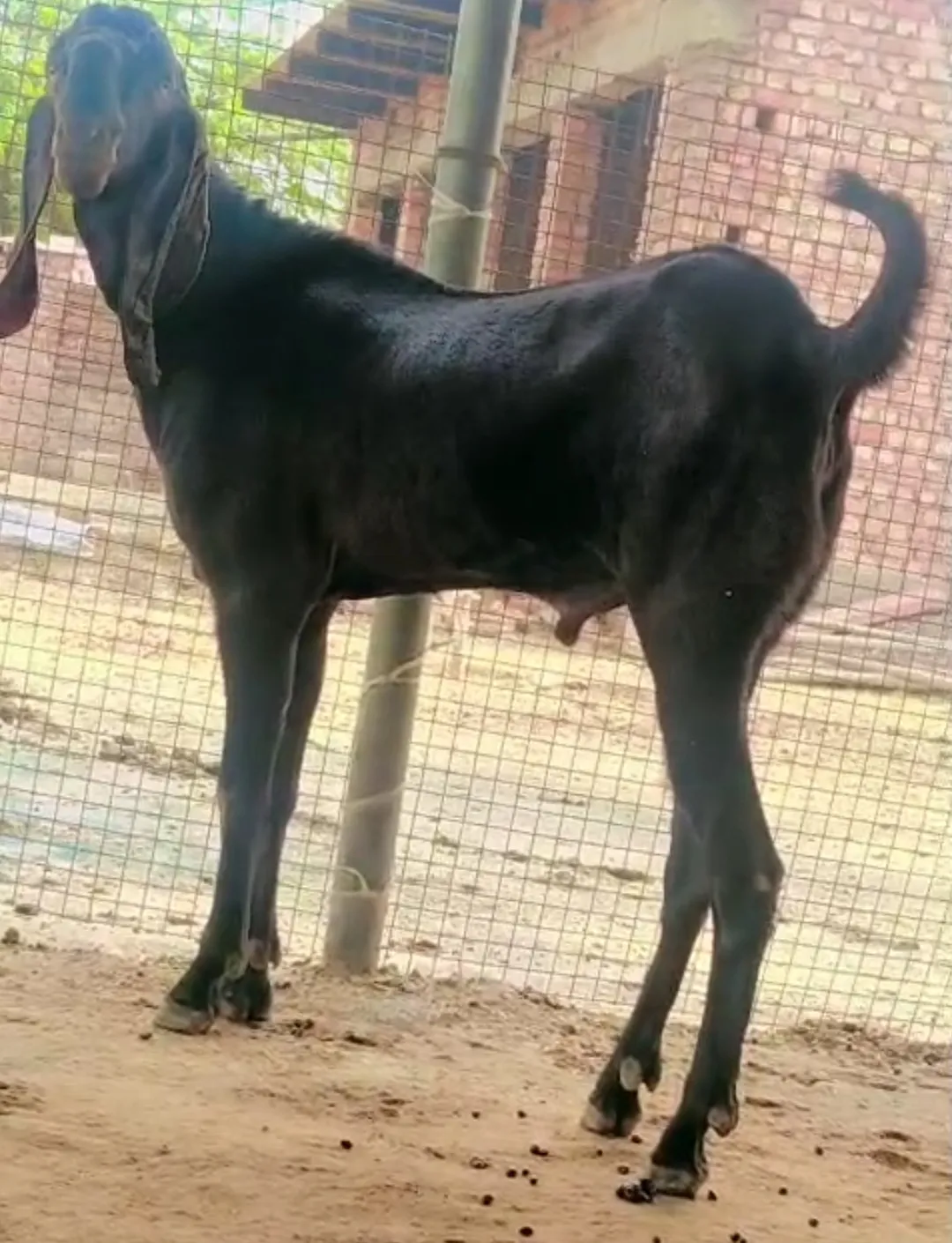 bakra image