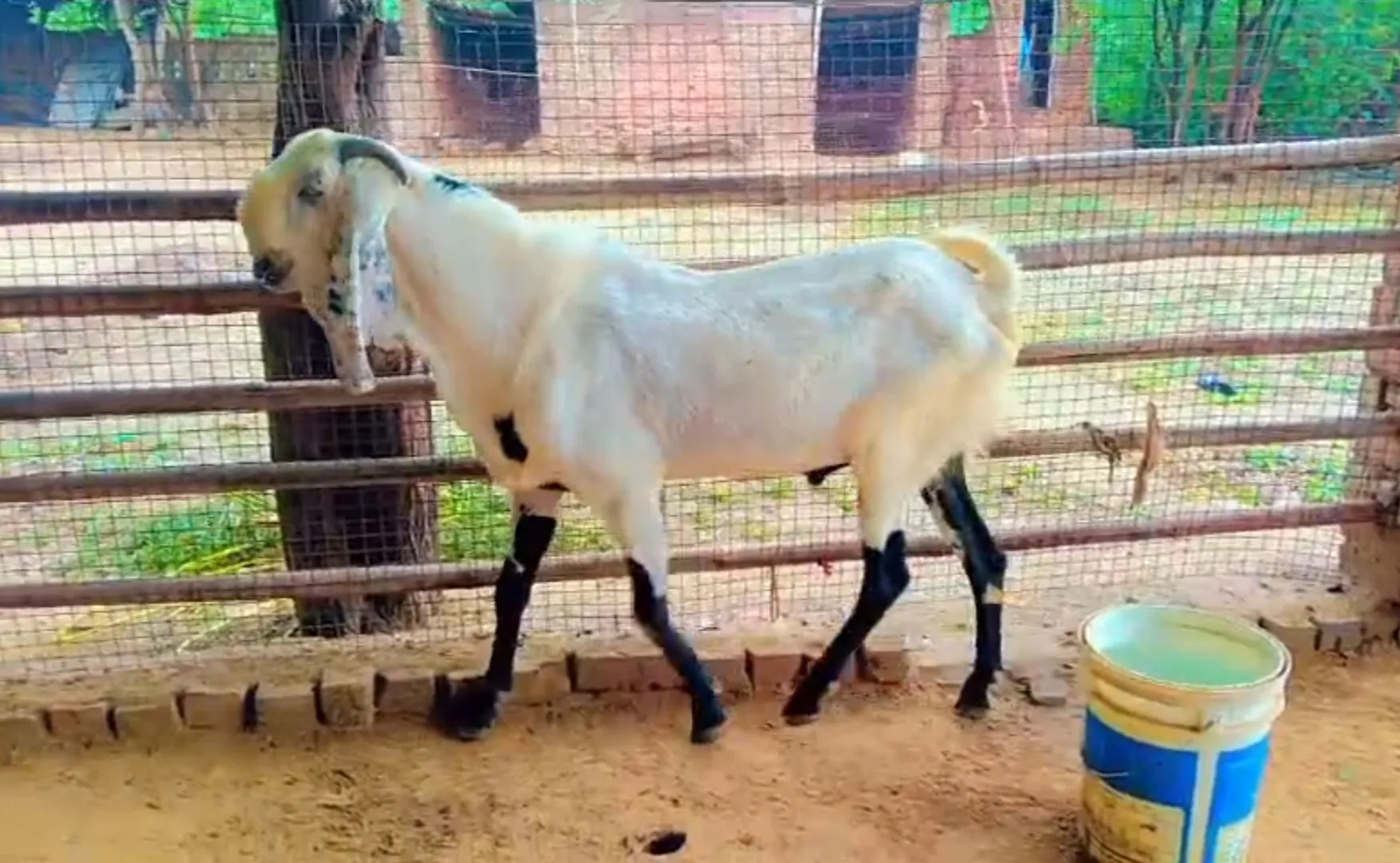 bakra image