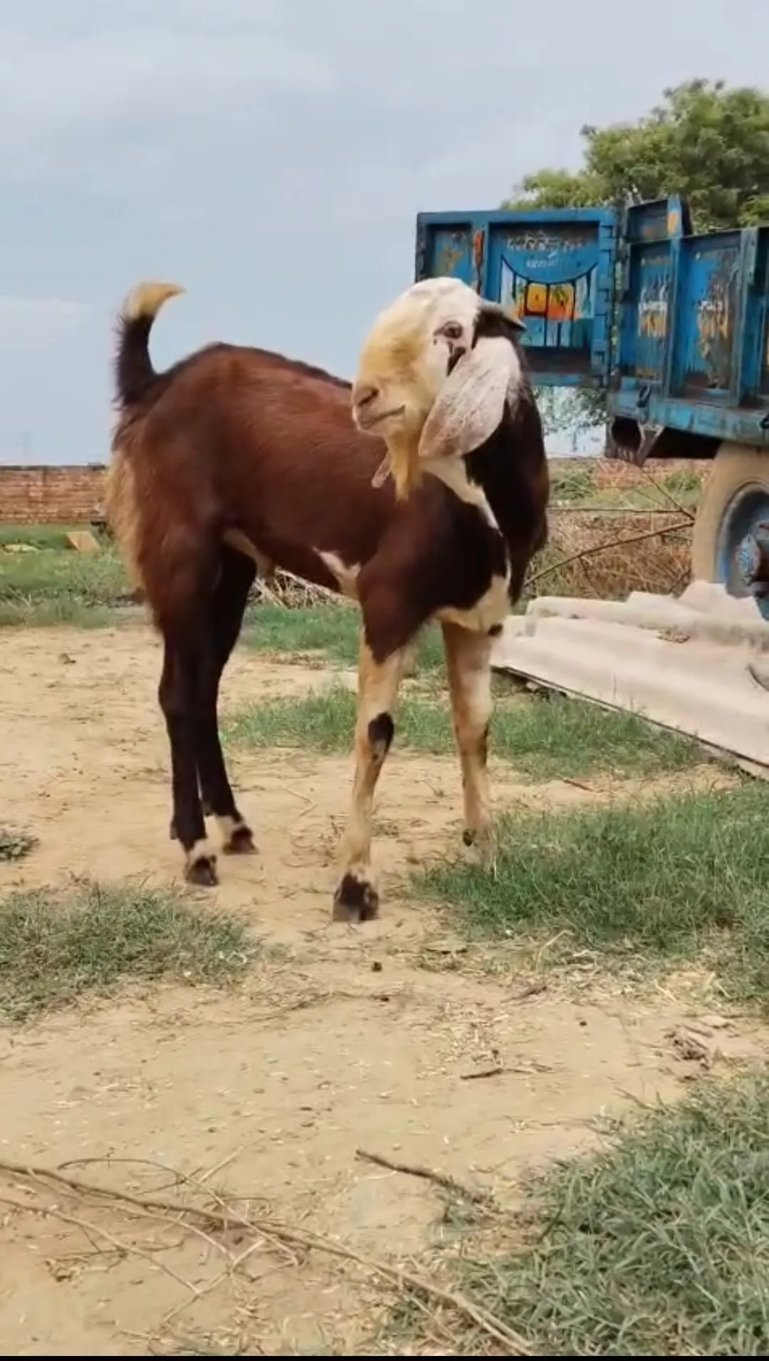 bakra image