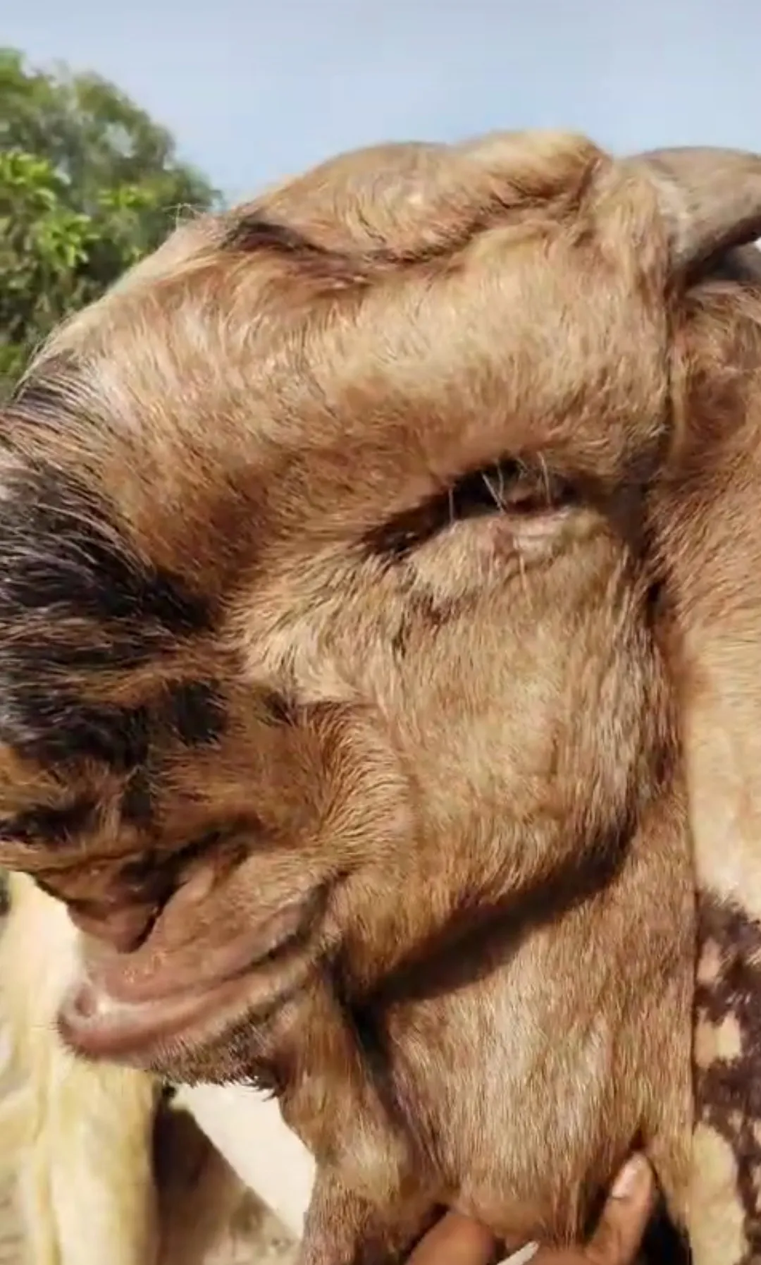 bakra image
