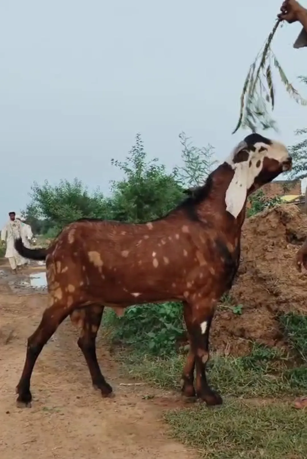 bakra image