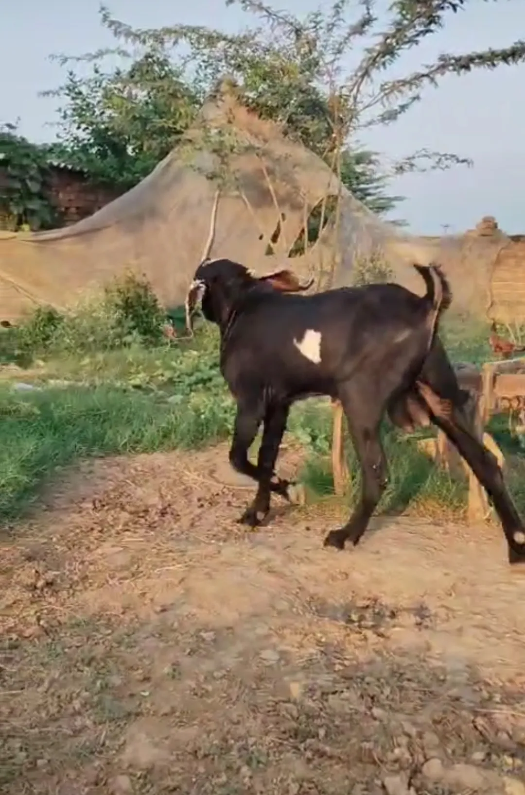 bakra image
