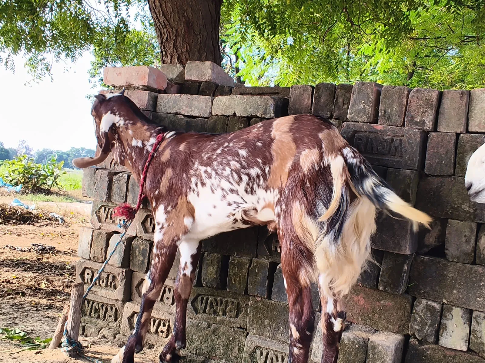 bakra image