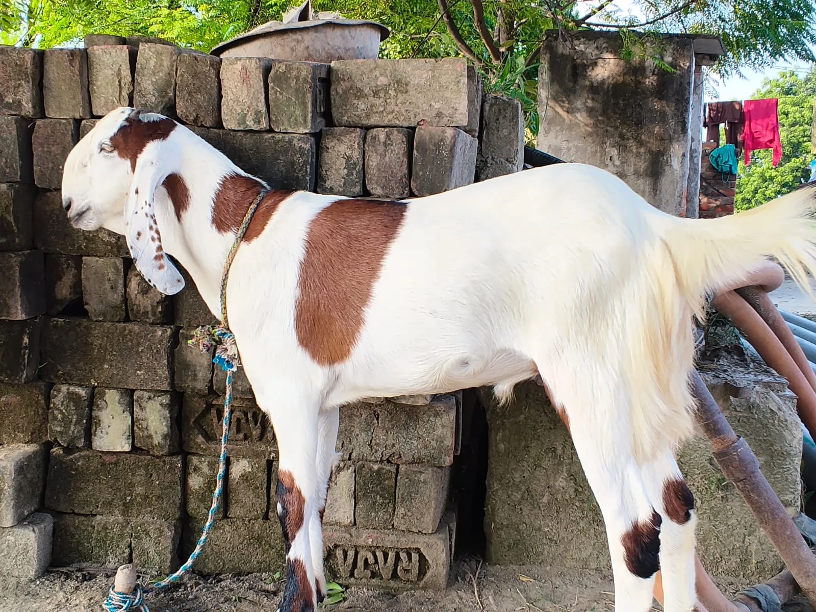 bakra image