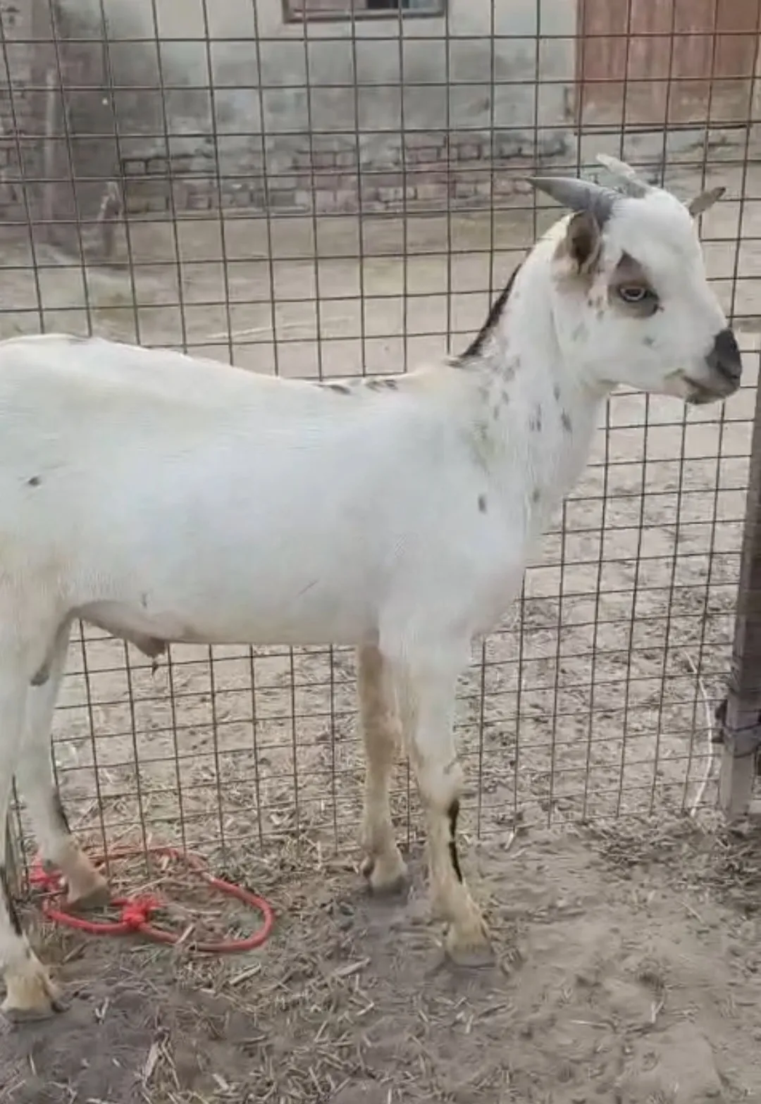 bakra image