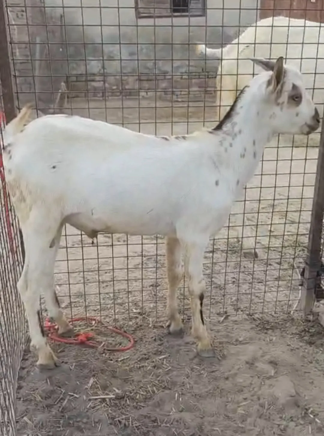 bakra image