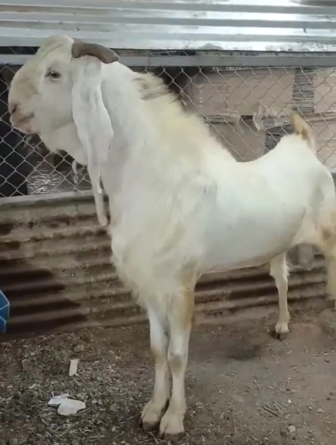 bakra image