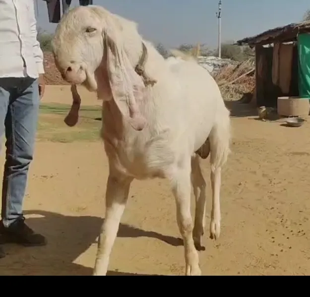 bakra image