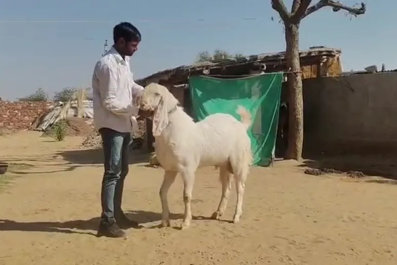 bakra image