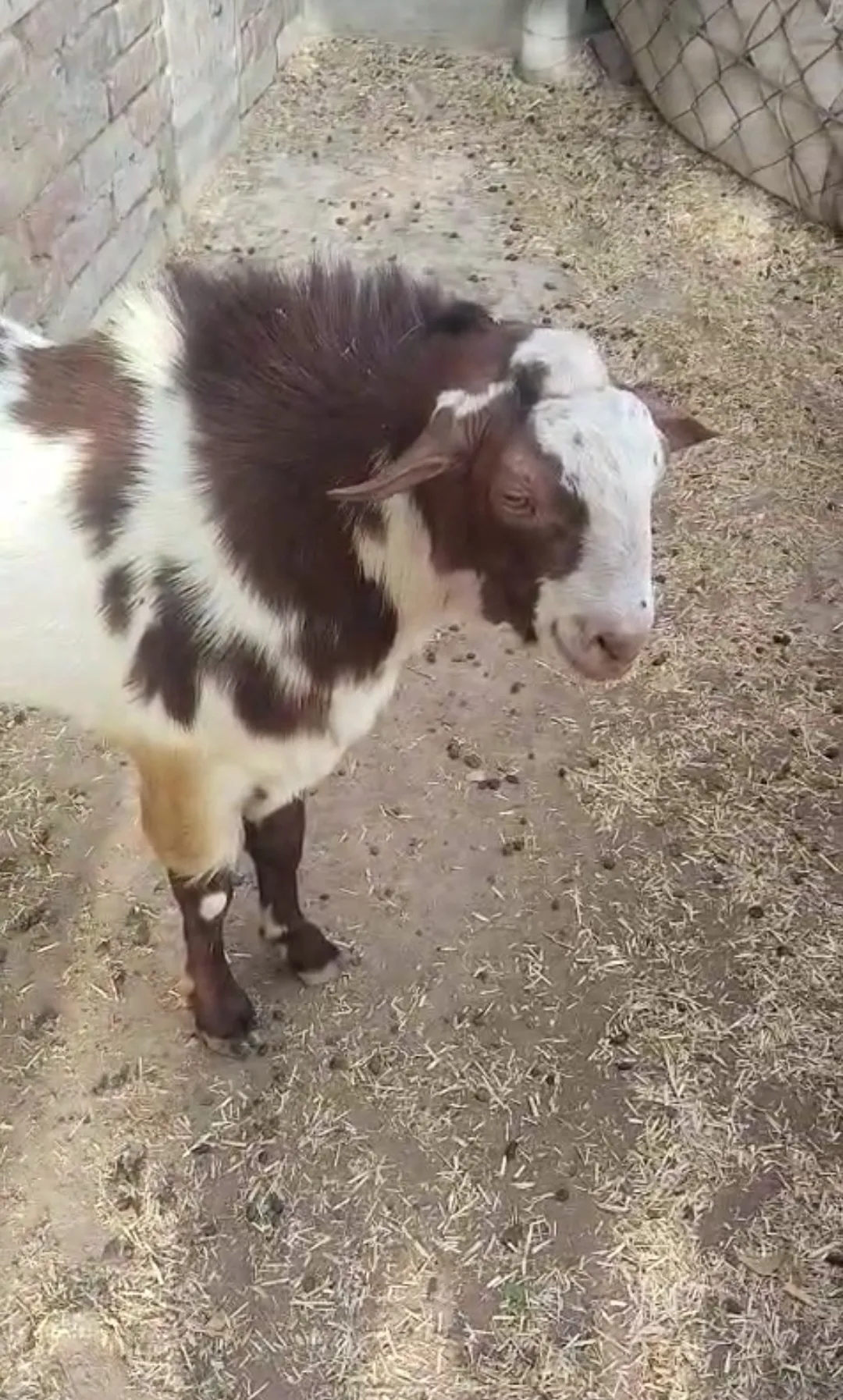 bakra image