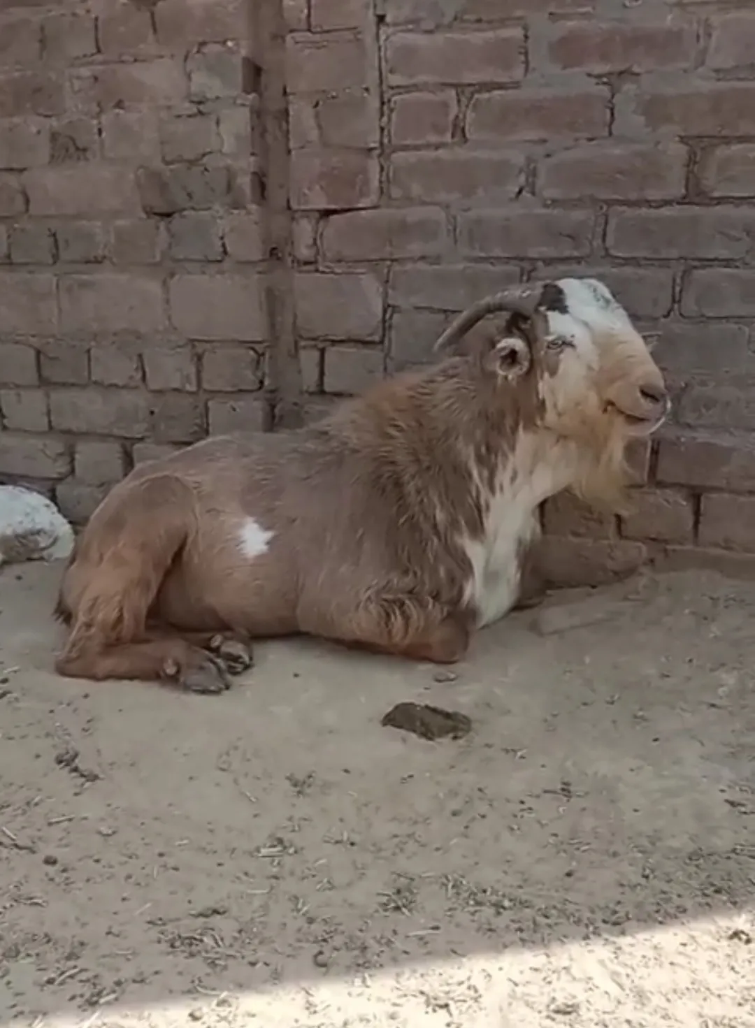 bakra image