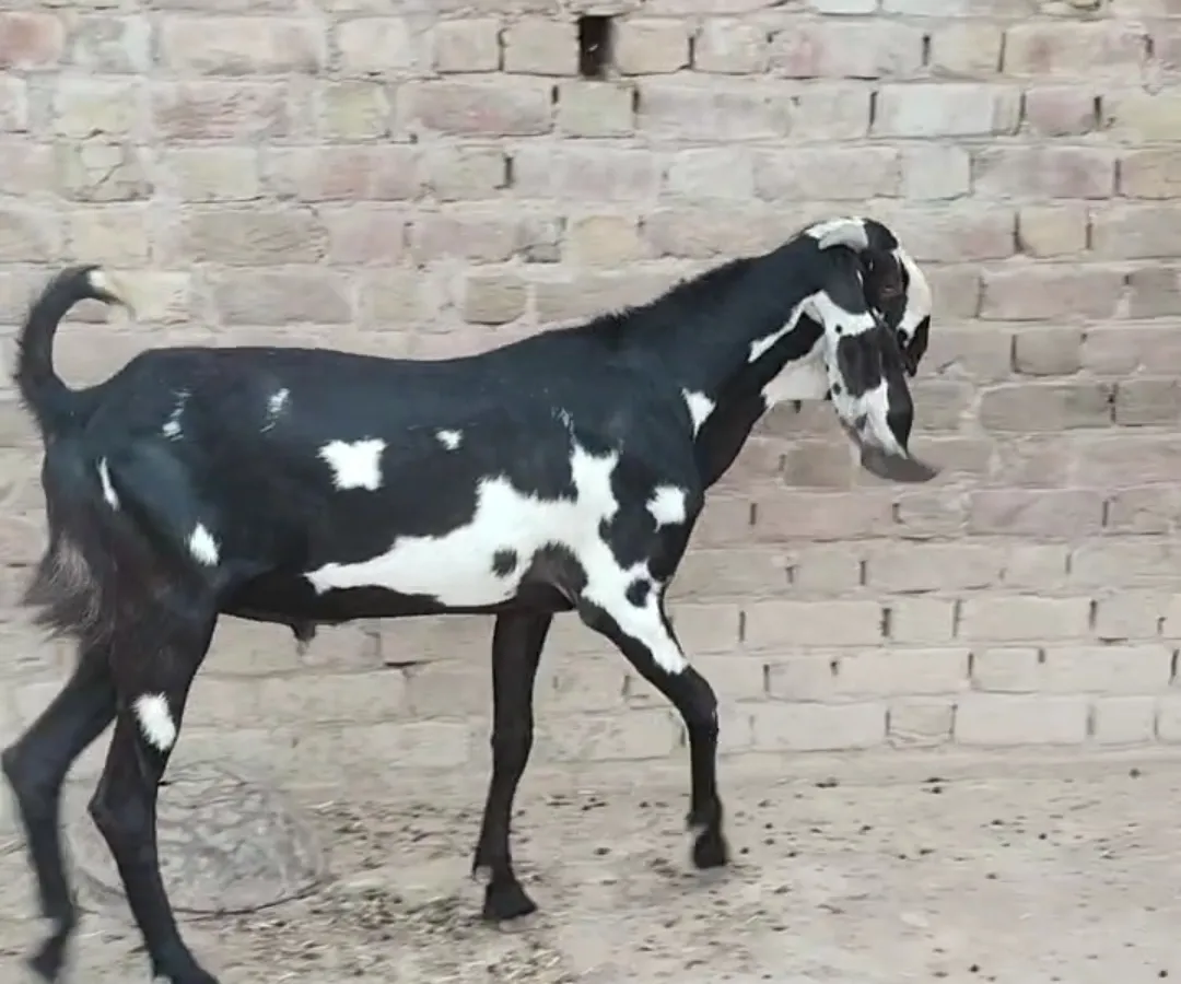 bakra image