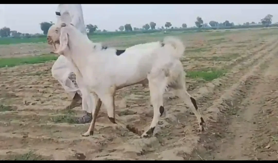 bakra image