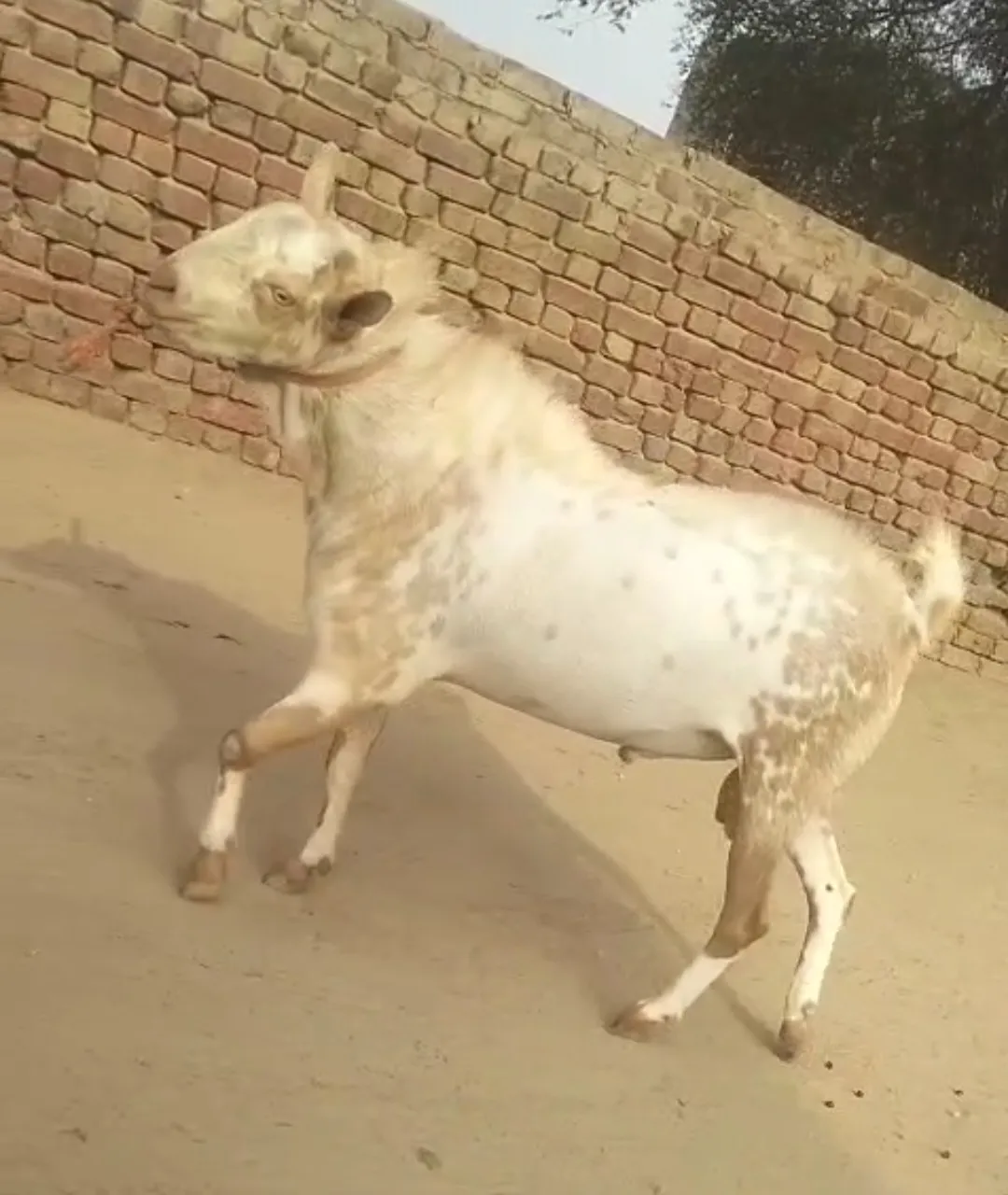 bakra image