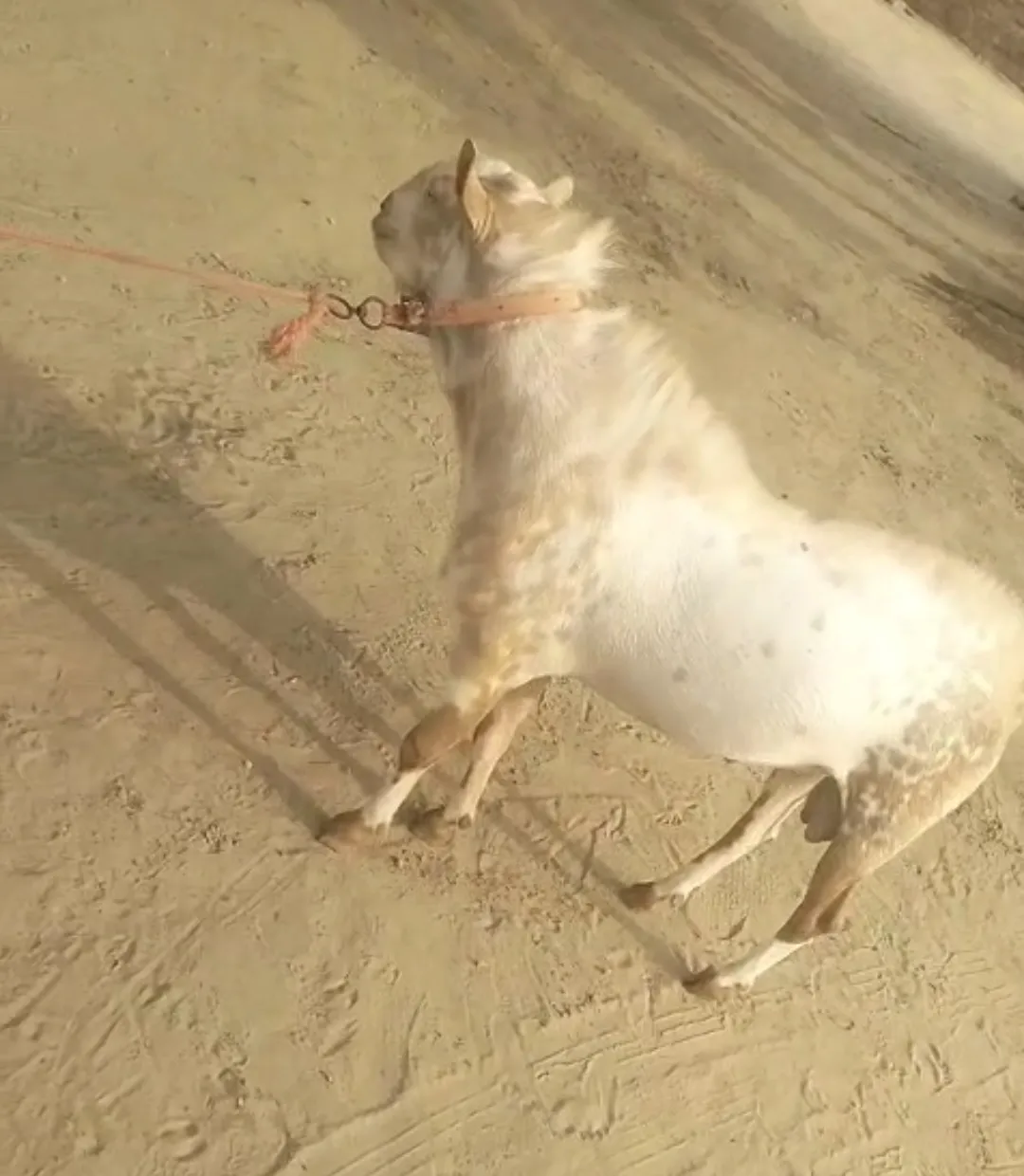 bakra image