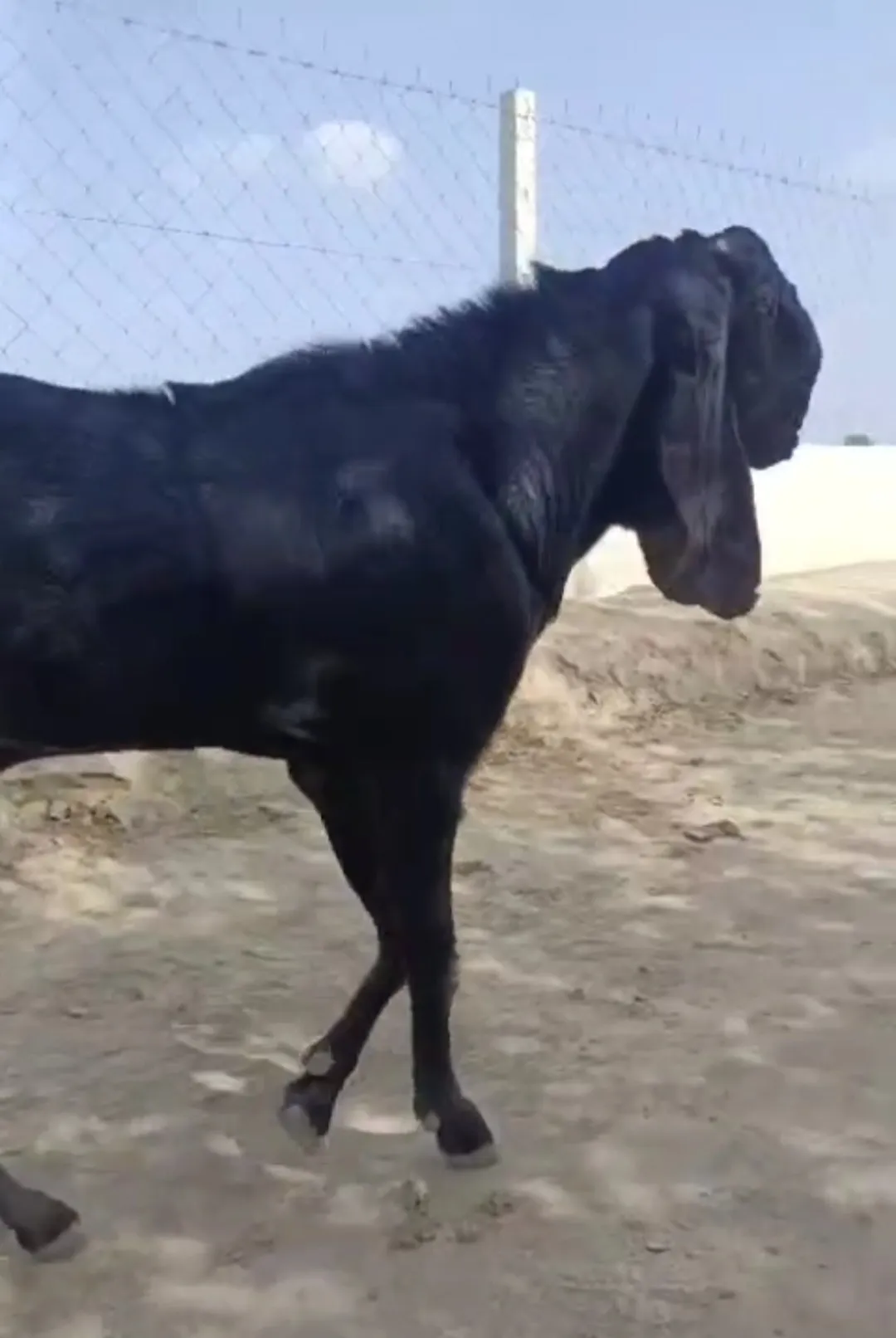 bakra image