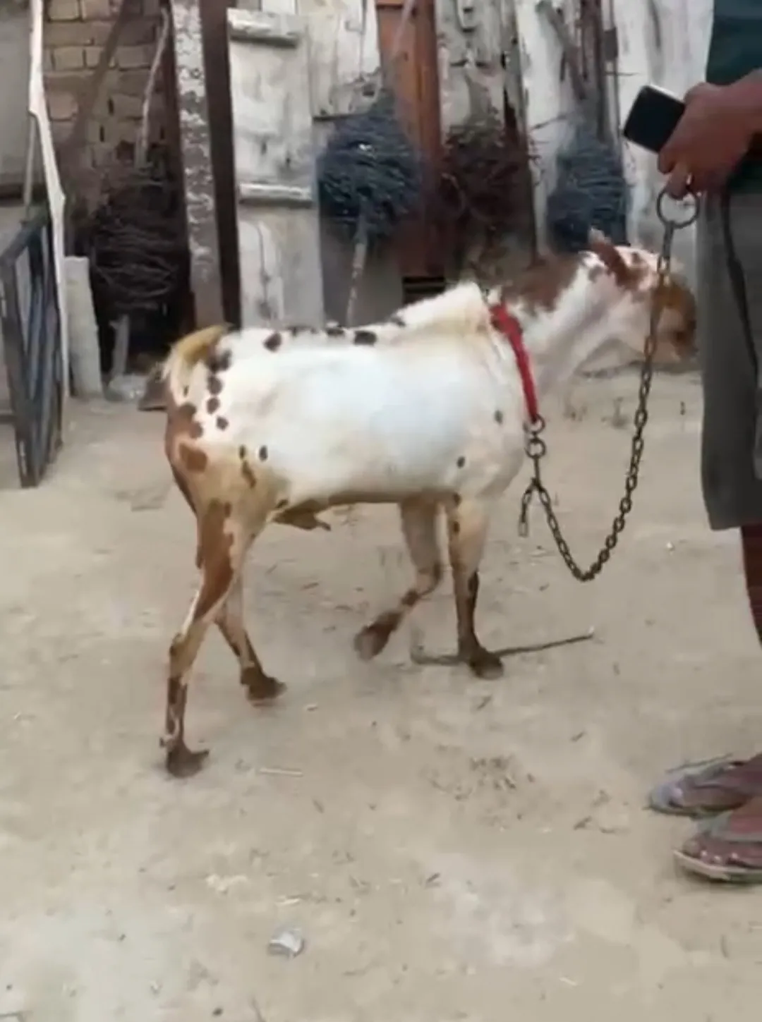 bakra image