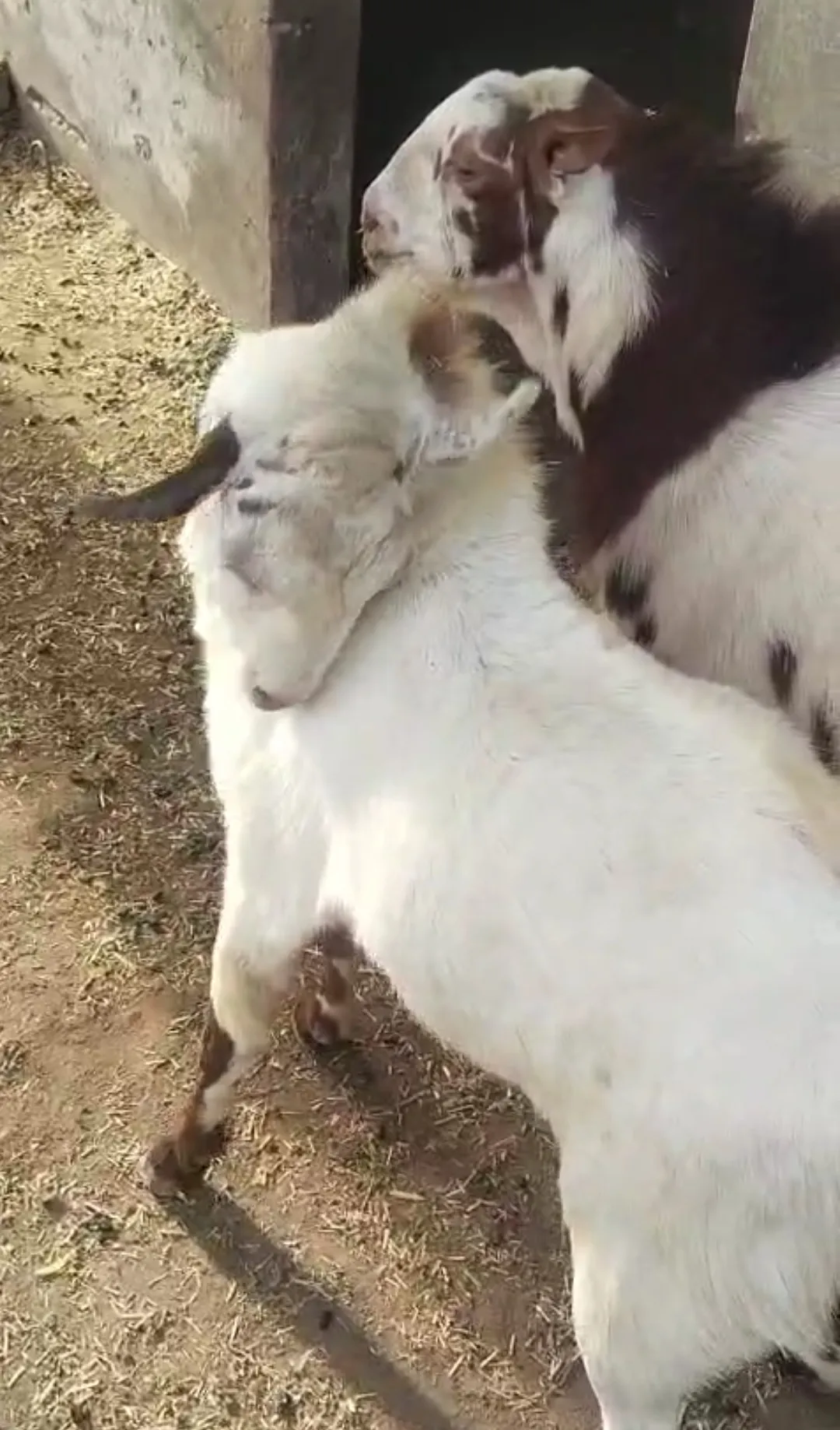 bakra image