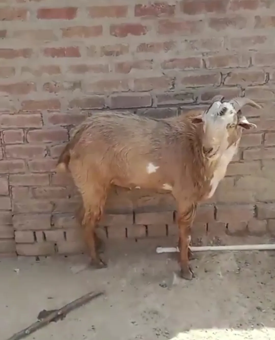 bakra image