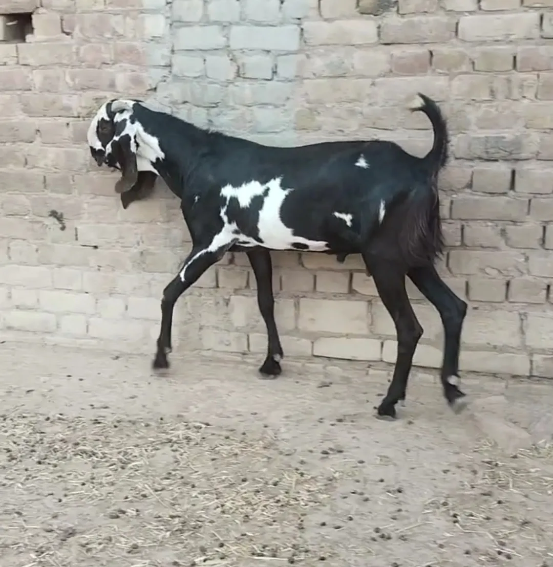 bakra image