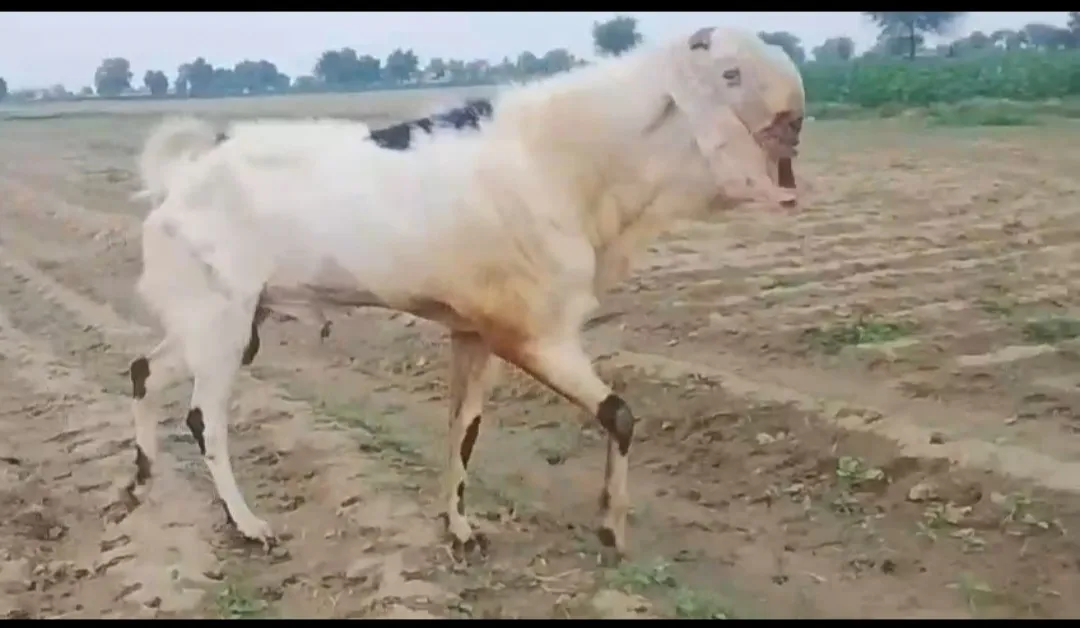 bakra image
