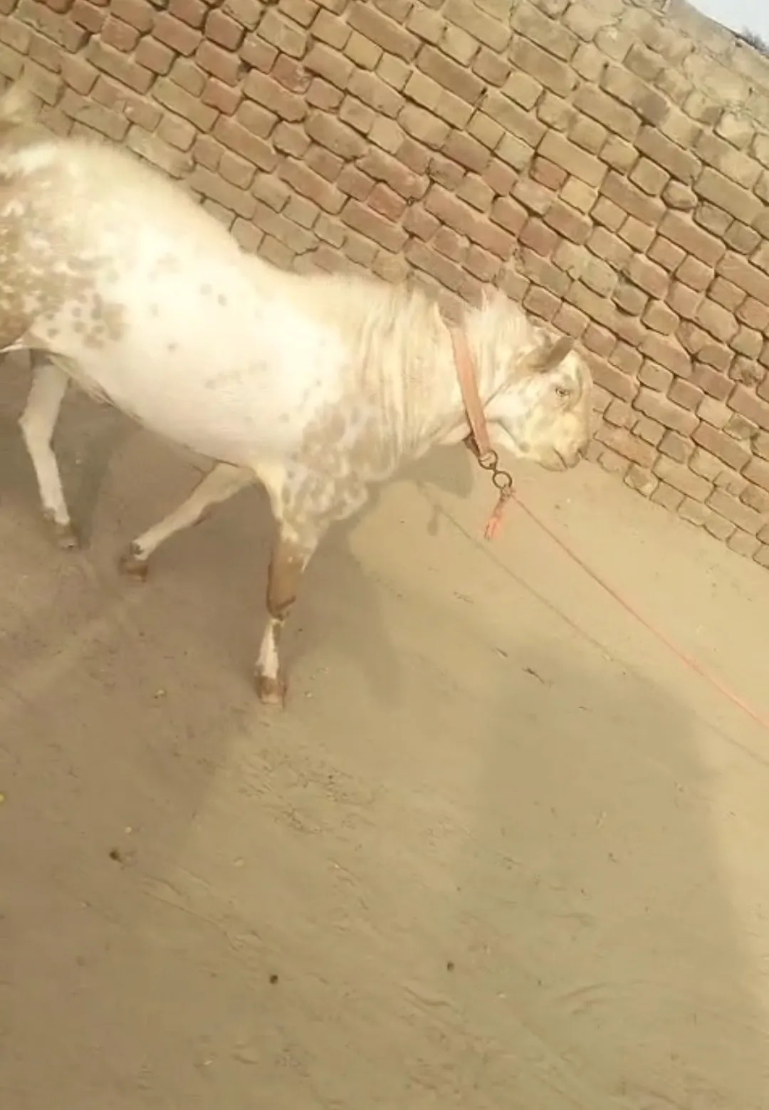 bakra image