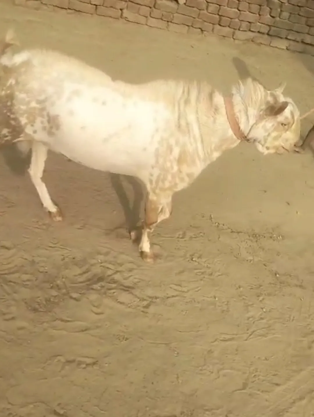 bakra image