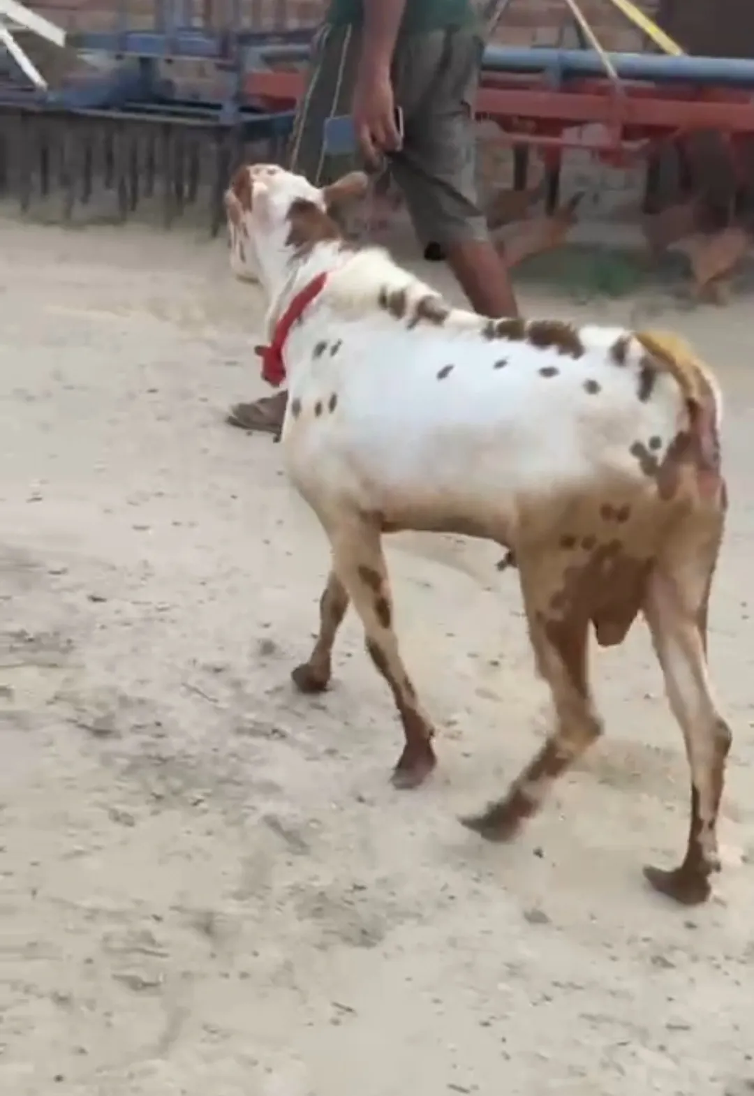 bakra image