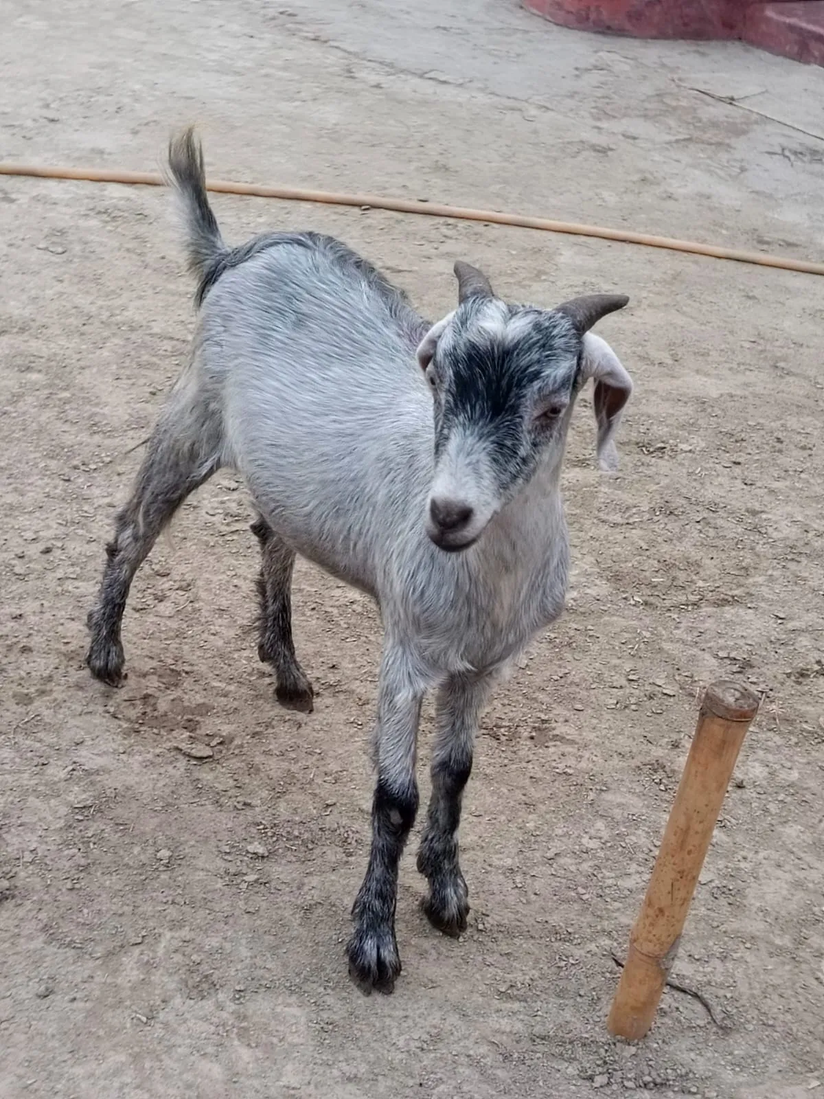 bakra image