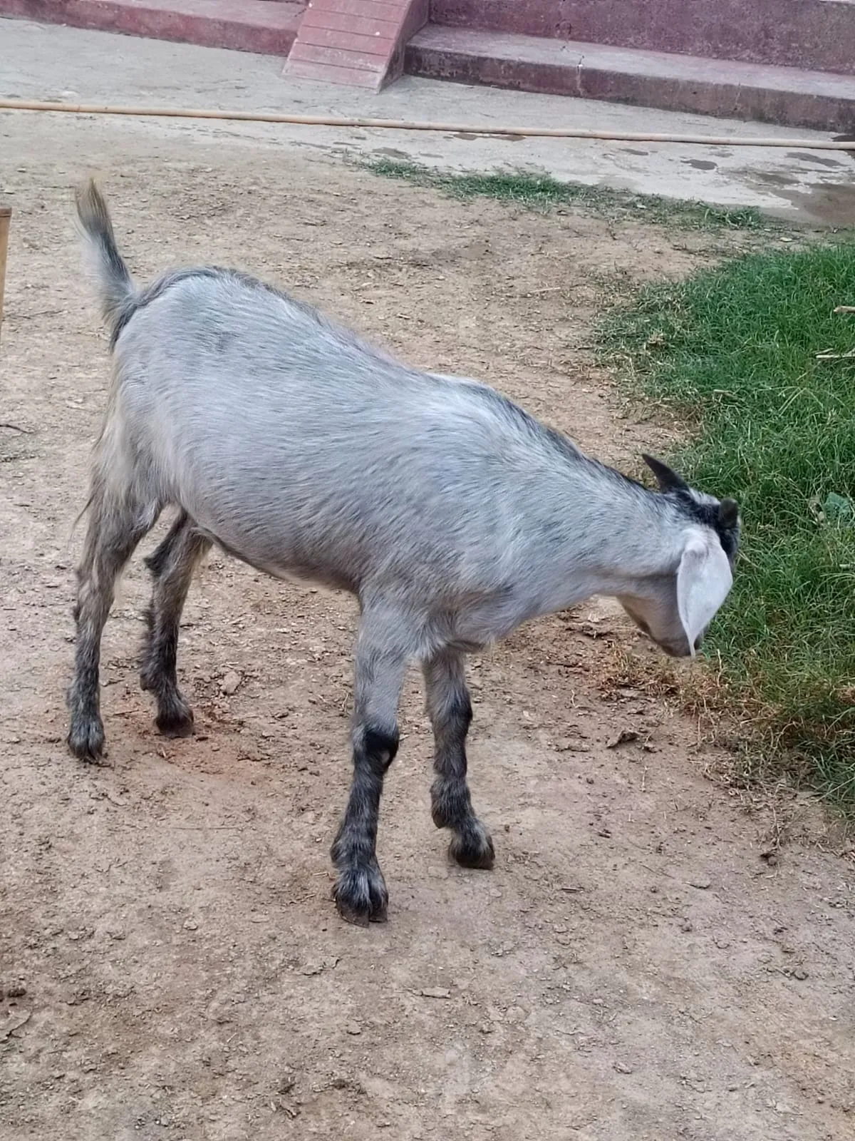 bakra image