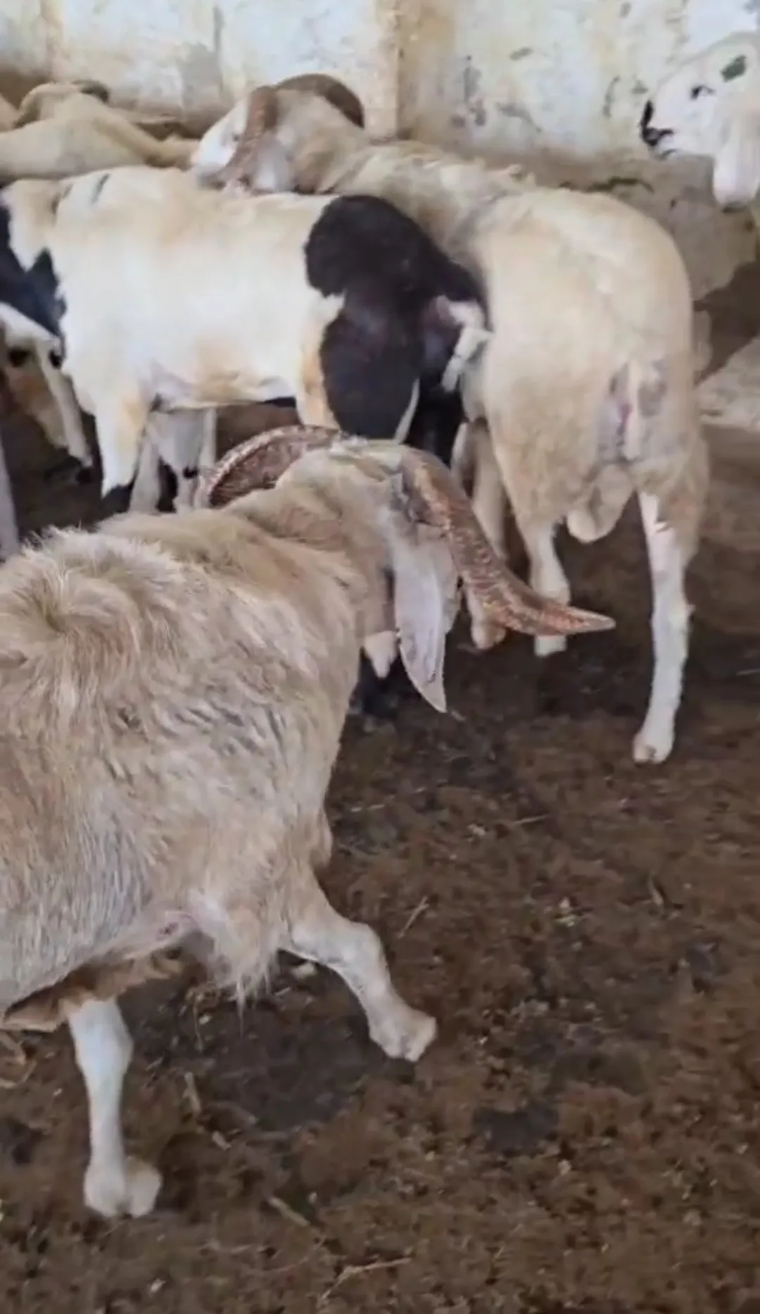 bakra image