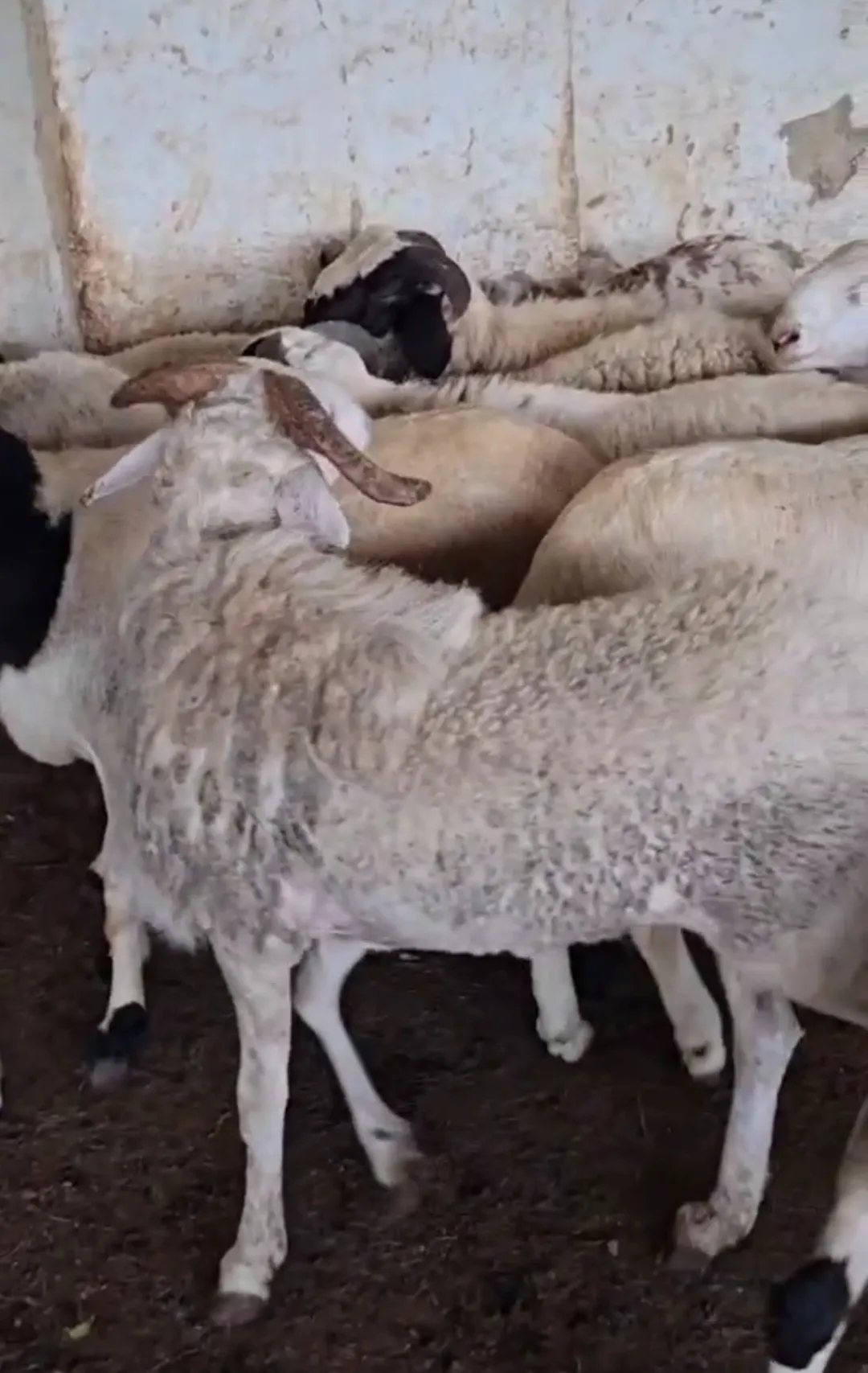 bakra image