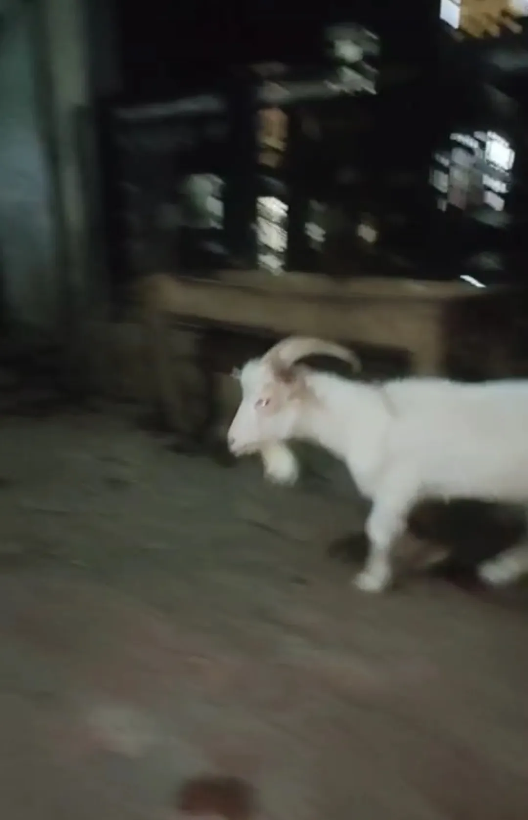 bakra image