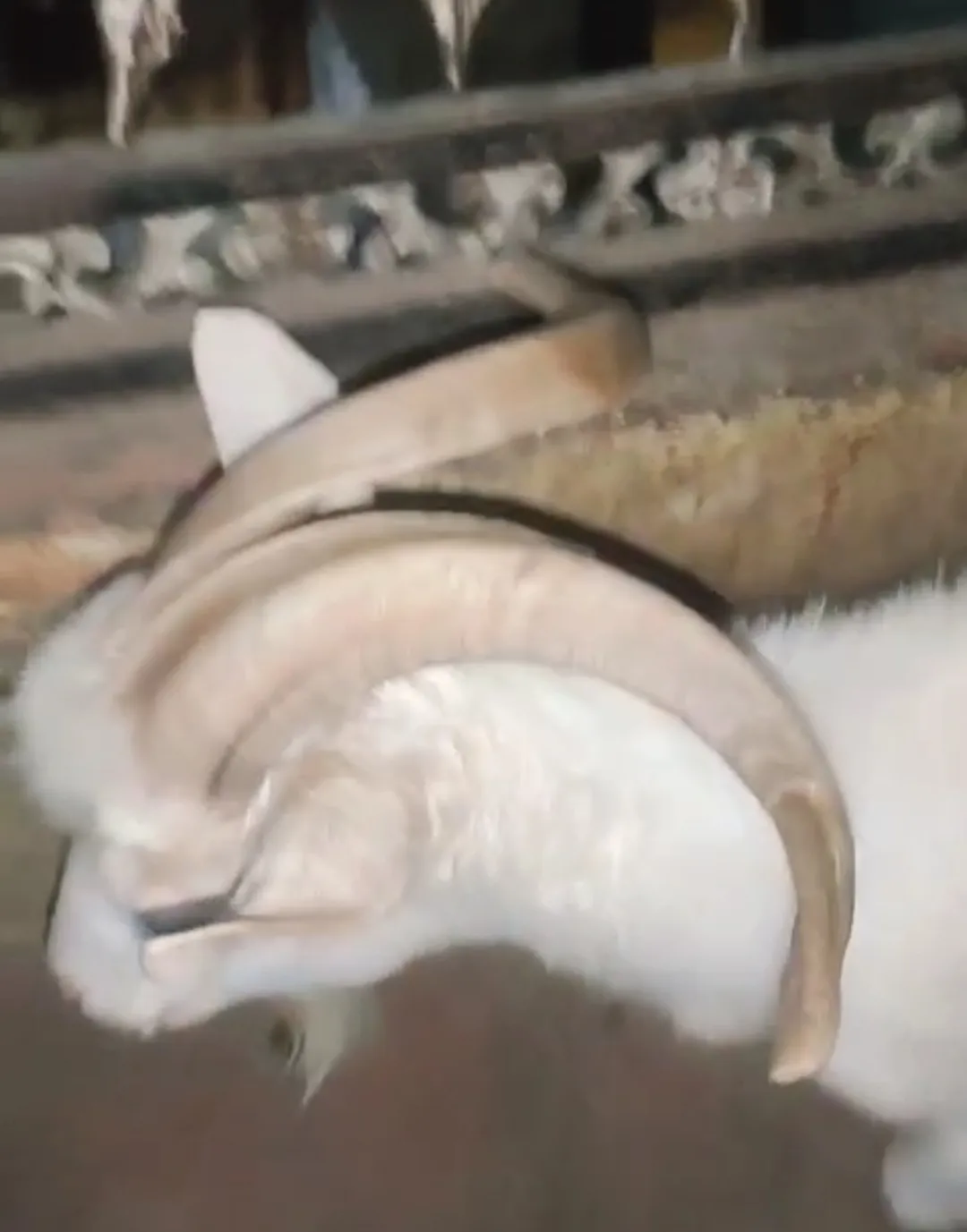 bakra image