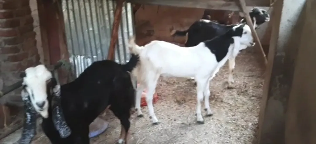 bakra image