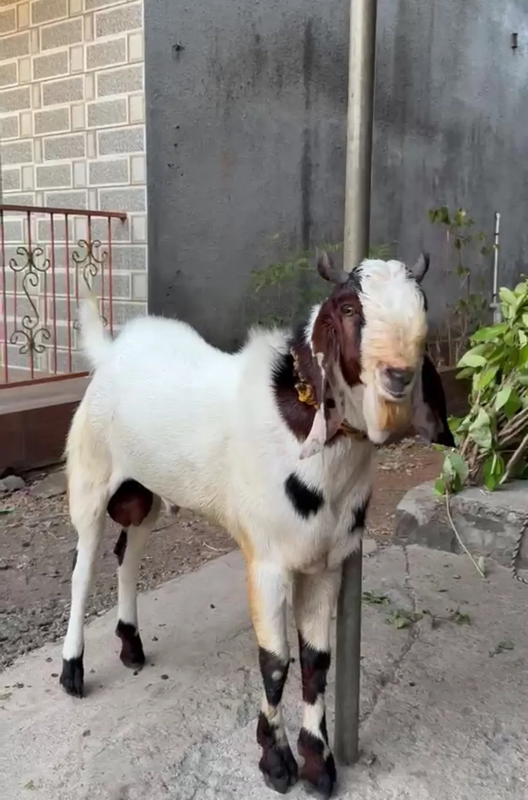 bakra image