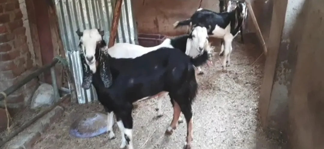 bakra image