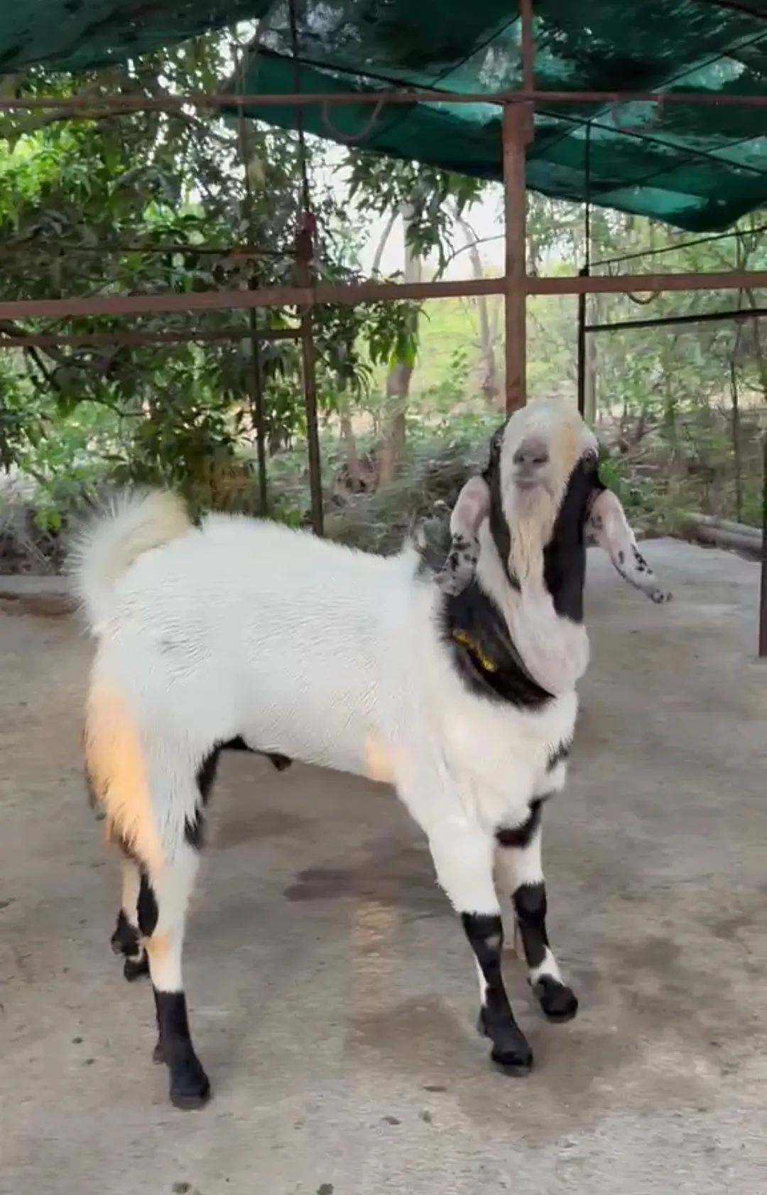 bakra image