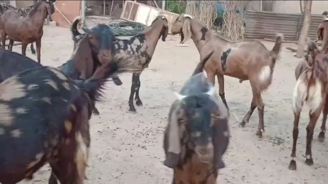 bakra image