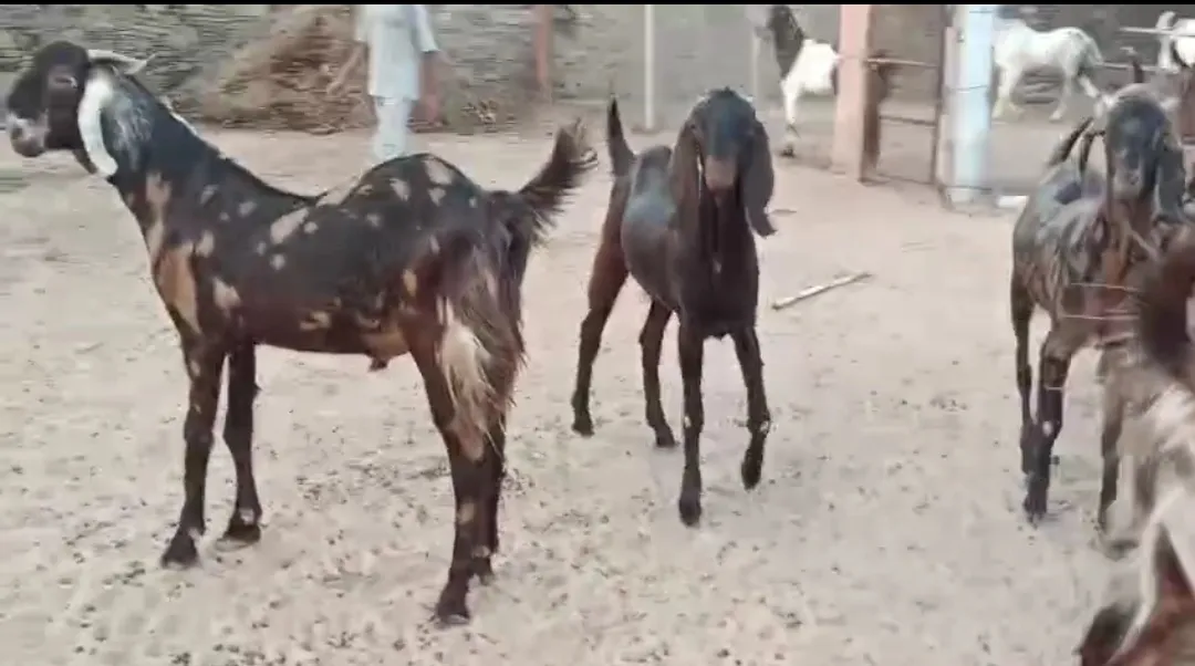 bakra image